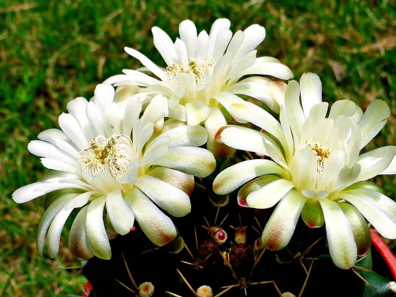White Cactus Flowers — Calm, Afternoon