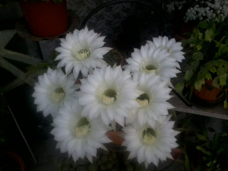 White Cactus Flowers — Calm, Night, Photograph