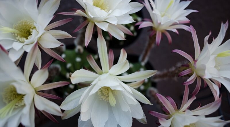 White Cactus Flowers — Calm, Night