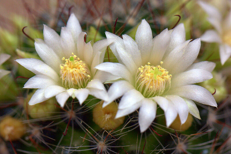 White Cactus Flowers — Calm