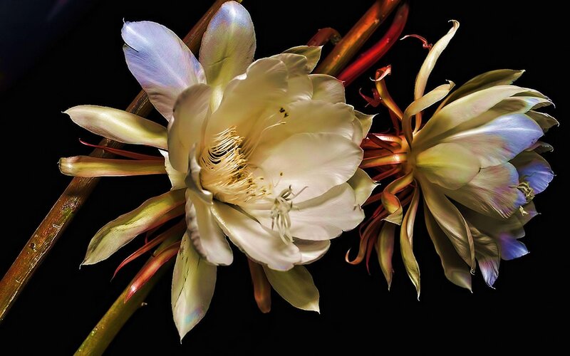 White Cactus Flowers — Dramatic, Night, Photograph