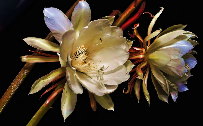 White Cactus Flowers — Dramatic