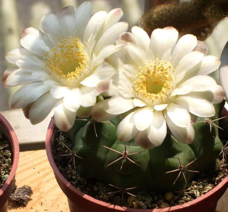 White Cactus Flowers — Green