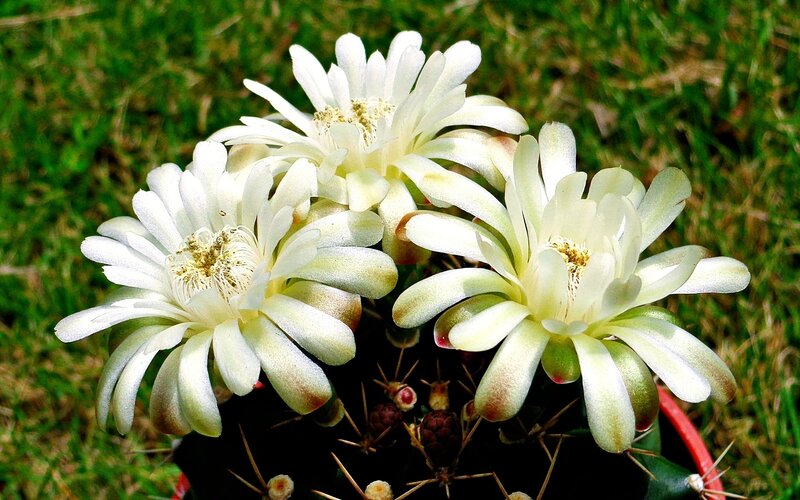 White cactus flowers in bloom