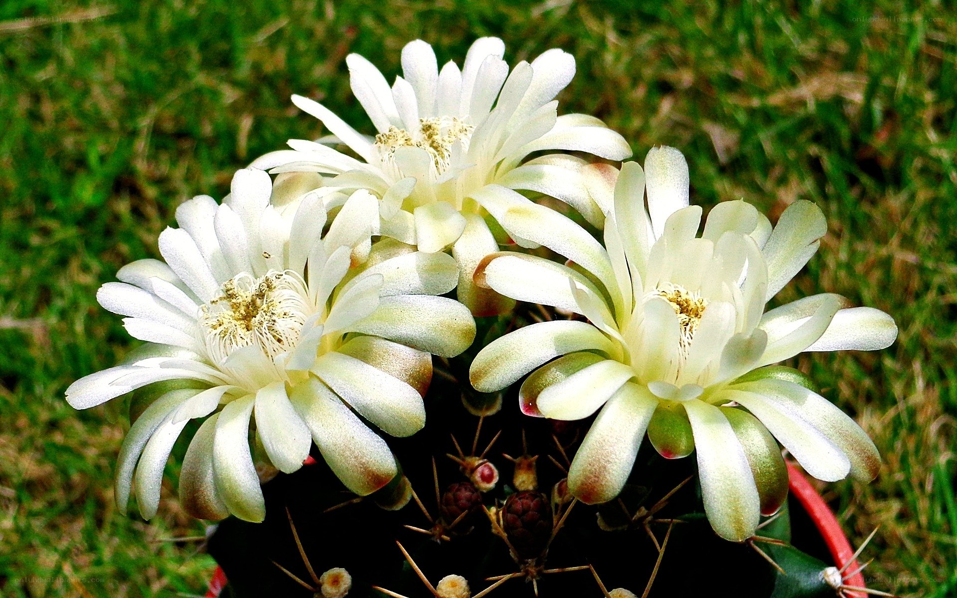 White cactus flowers in bloom