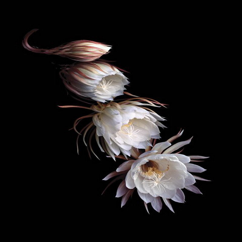 White cactus flowers on black
