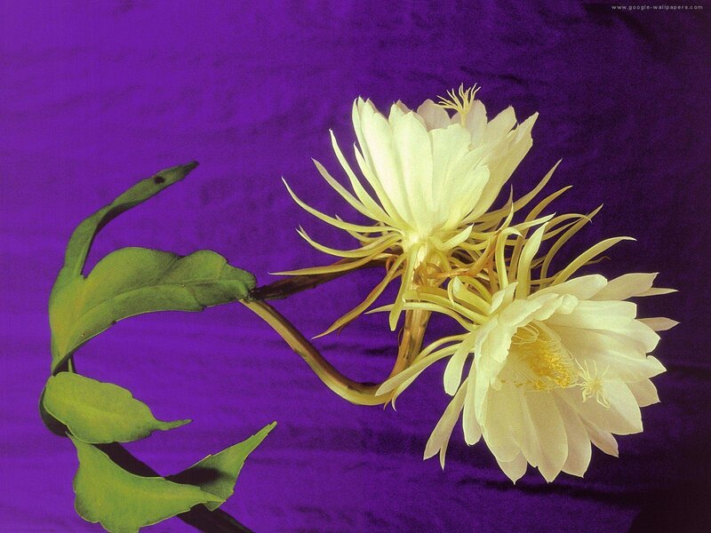 White Cactus Flowers — Purple