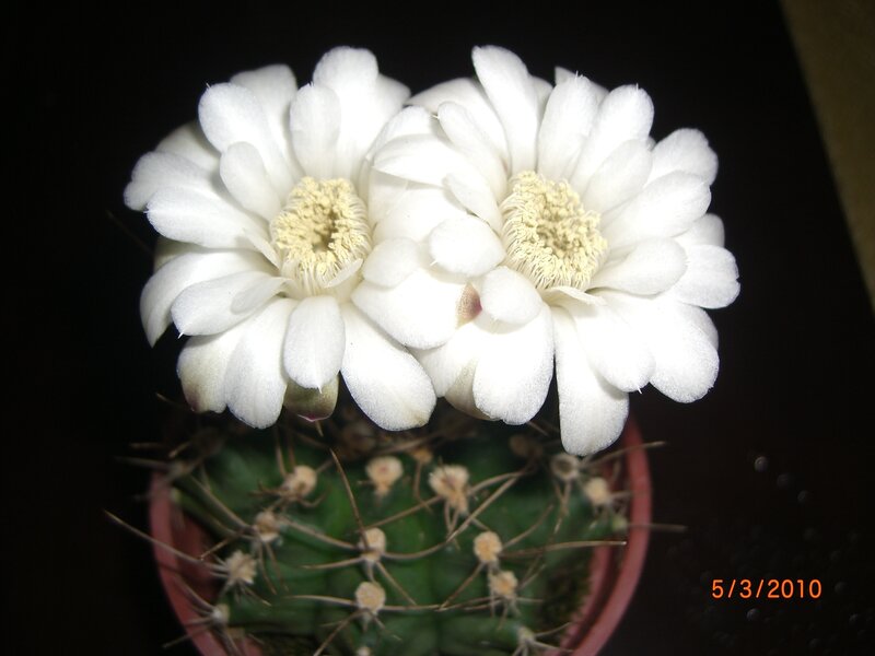 White Cactus Flowers — Serene, Night, Photograph