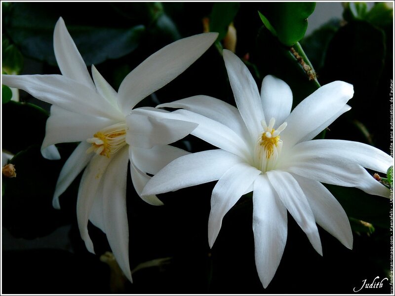 White Cactus Flowers — Serene, Night