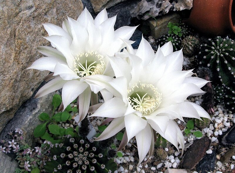 White Cactus Flowers — Serene, Photograph, Cacti