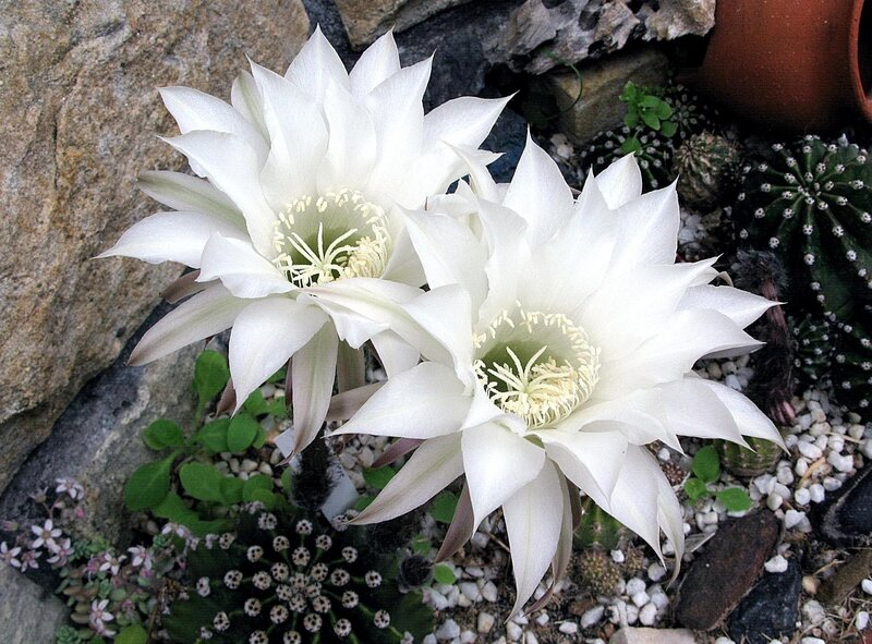 White Cactus Flowers — Serene, Photograph