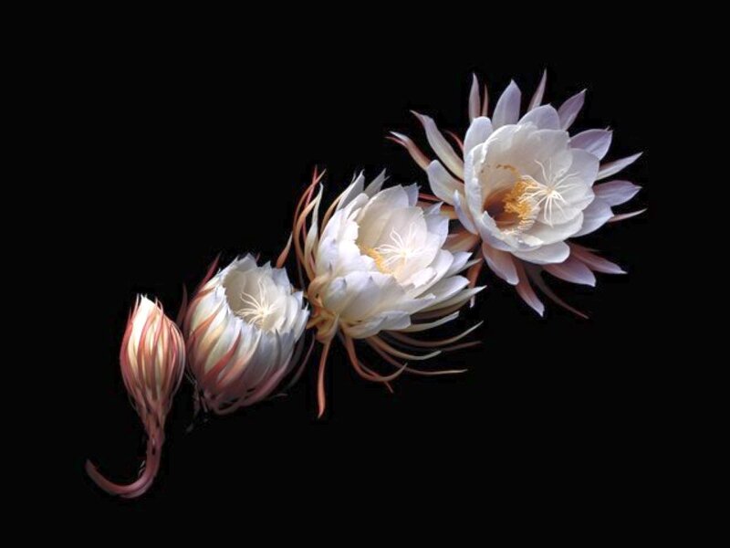 White Cactus Flowers