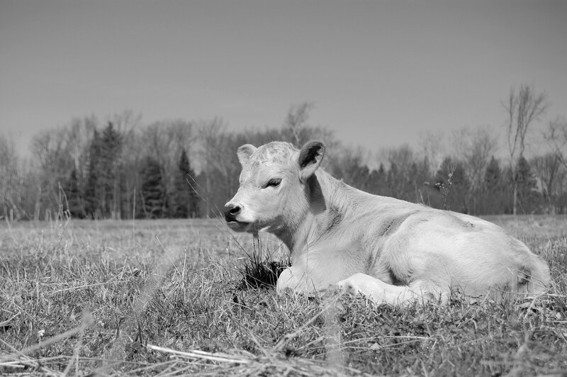White Calf Lying Down — Black
