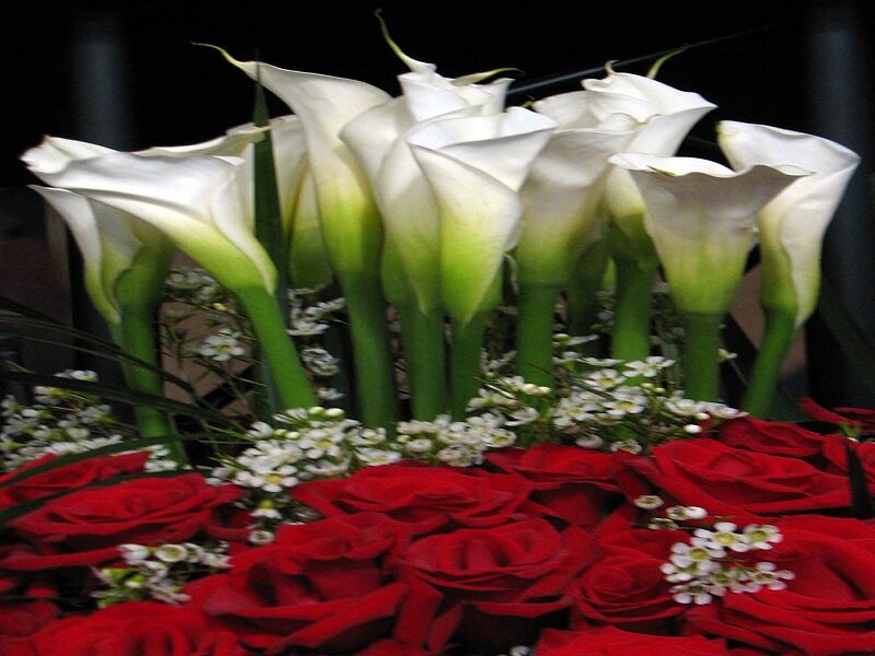 White Calla Lilies and Red Roses