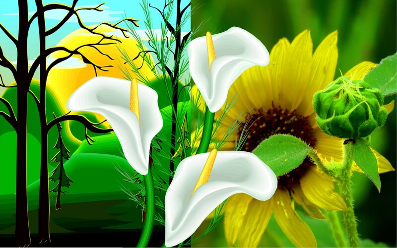 White Calla Lilies and Sunflower