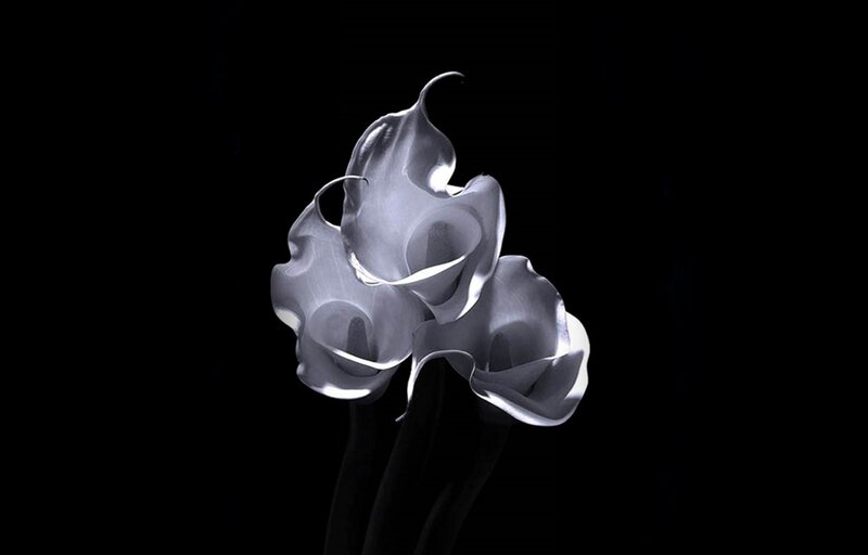 White Calla Lilies — Black, Dramatic