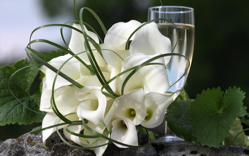 White Calla Lilies Bouquet — Serene, Afternoon