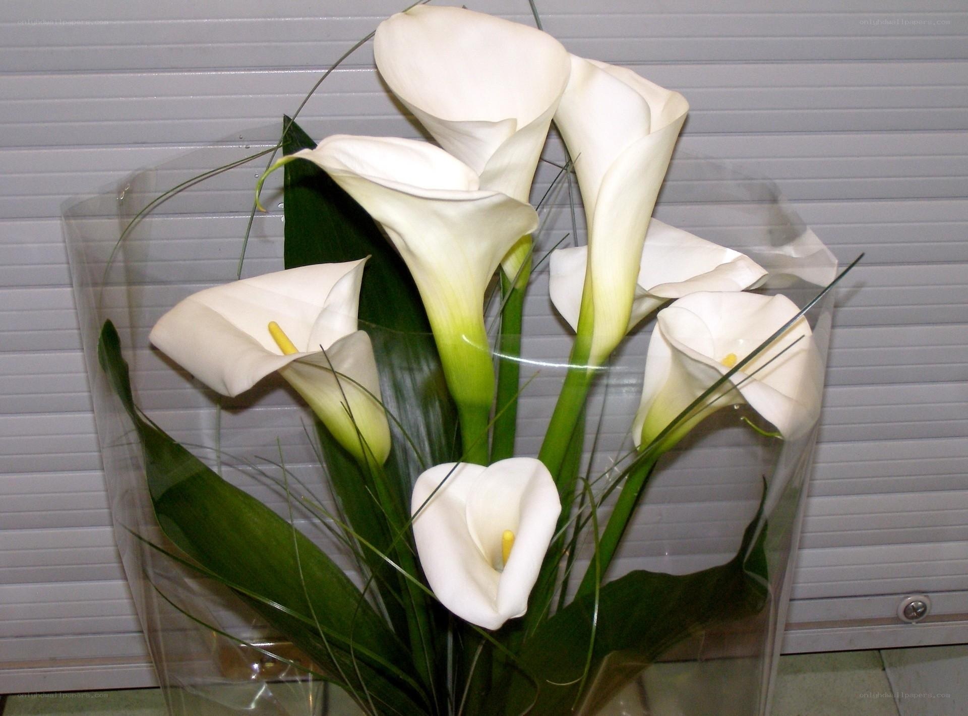 white calla lilies bouquet