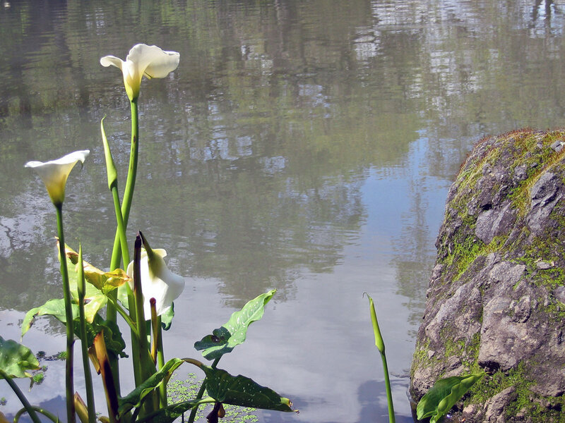 White calla lilies by a pond