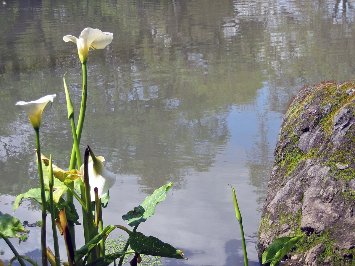 White calla lilies by a pond