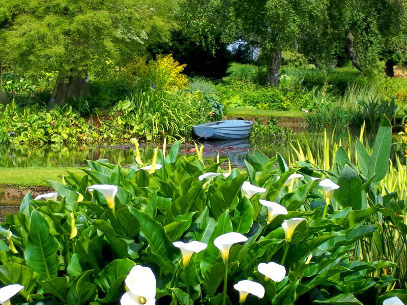 White Calla Lilies by Pond