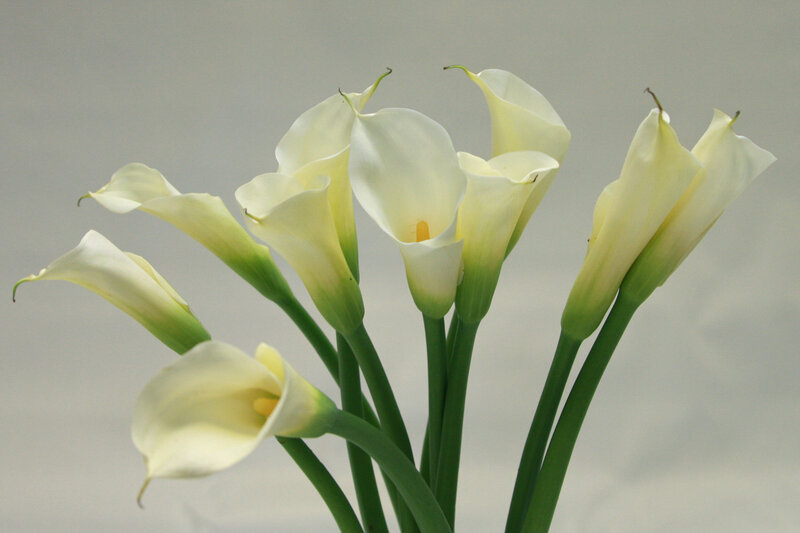 White Calla Lilies — Calm, Photograph, Flowers, Stems