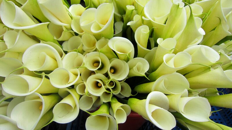 White Calla Lilies — Calm, Photograph, Flowers