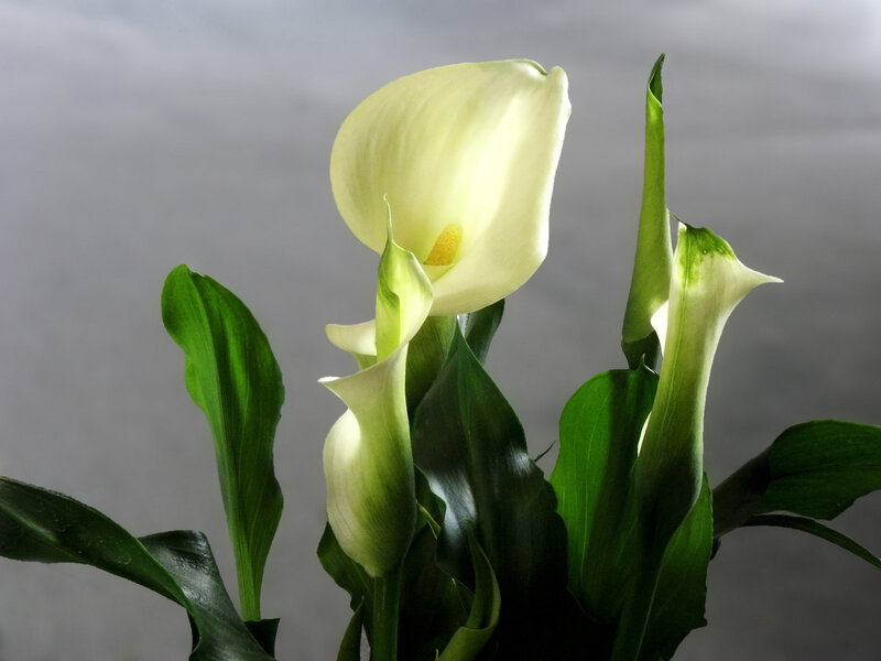 White Calla Lilies — Calm, Photograph