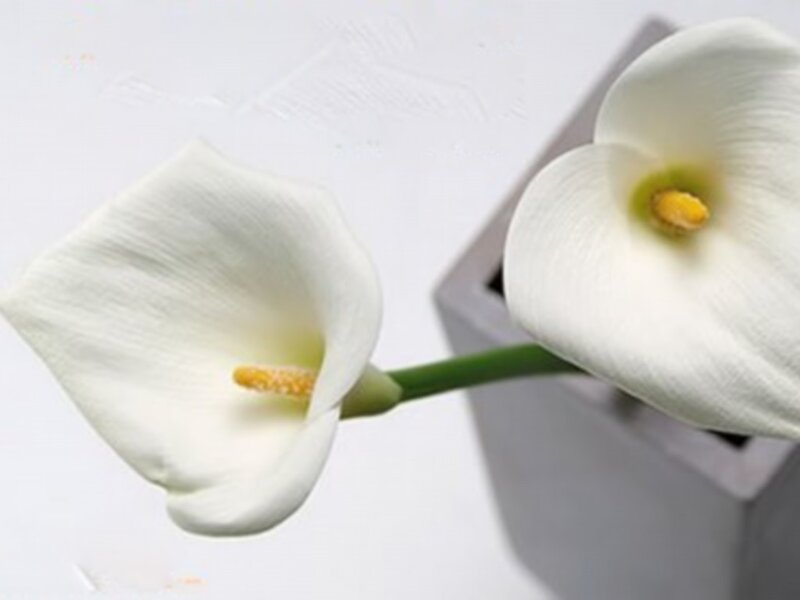 White Calla Lilies — Calm, Photograph, Vase