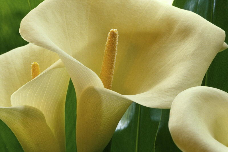White Calla Lilies — Calm
