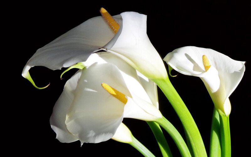 White Calla Lilies — Dramatic, Photograph, Flowers