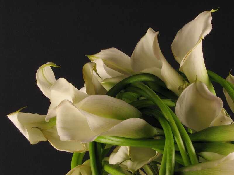 White Calla Lilies — Dramatic, Photograph, Green Stems