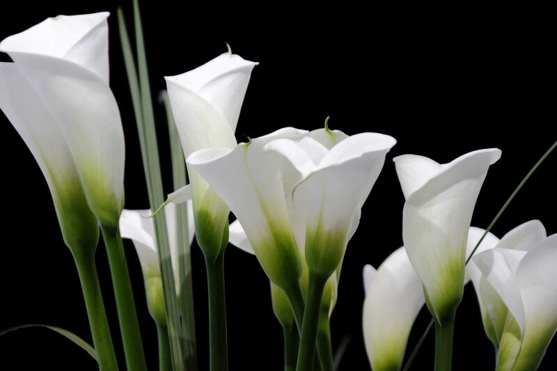 White Calla Lilies — Dramatic, Photograph