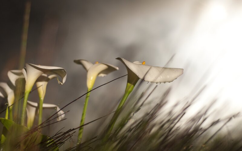 White Calla Lilies — Dramatic