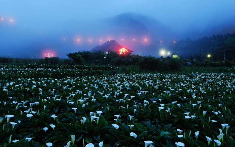 White Calla Lilies Field — Blue, Serene