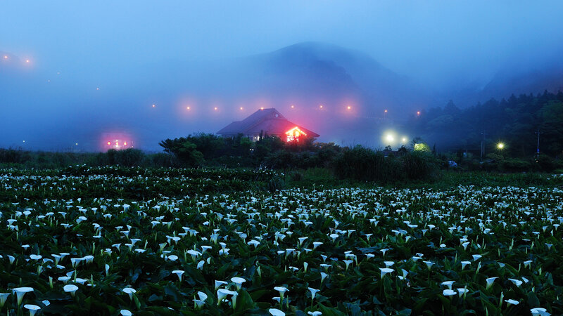 White Calla Lilies Field — Blue