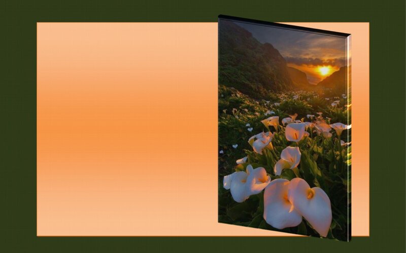 White Calla Lilies Field