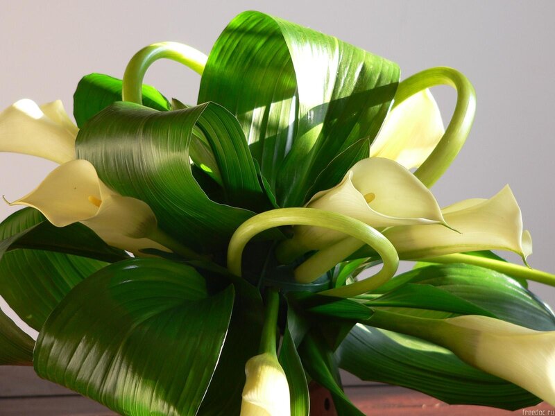 White Calla Lilies — Green, Serene, Photograph