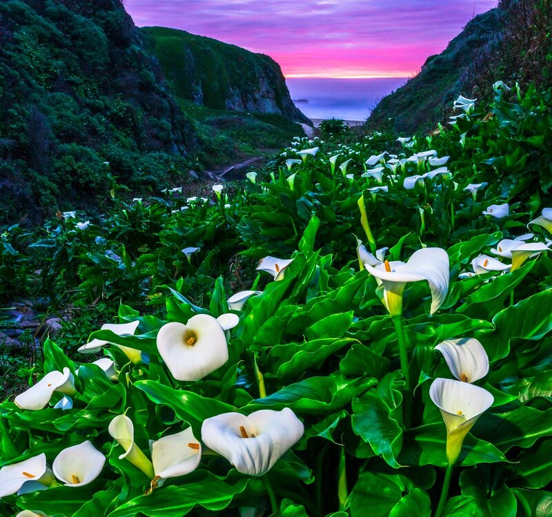 White Calla Lilies — Green, Serene, Sunset
