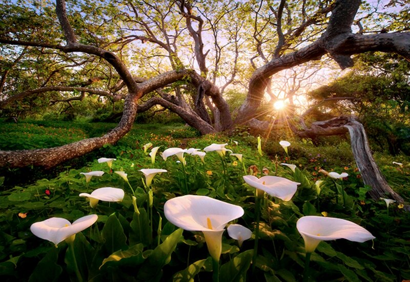 White Calla Lilies — Green, Serene