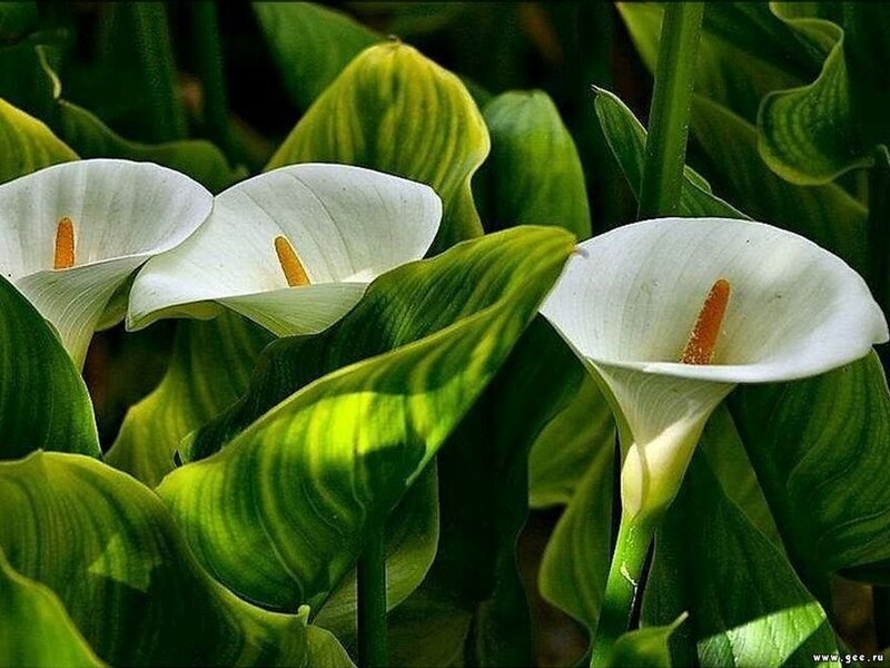 White Calla Lilies — Green
