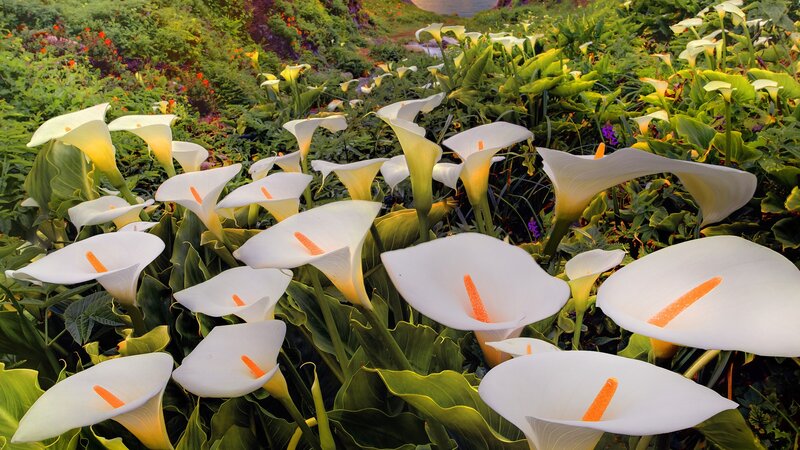 White calla lilies in a garden