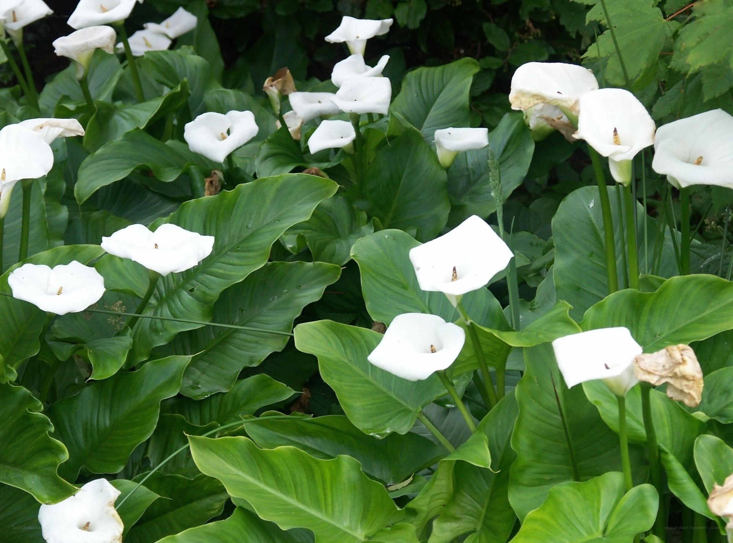 White calla lilies in a garden