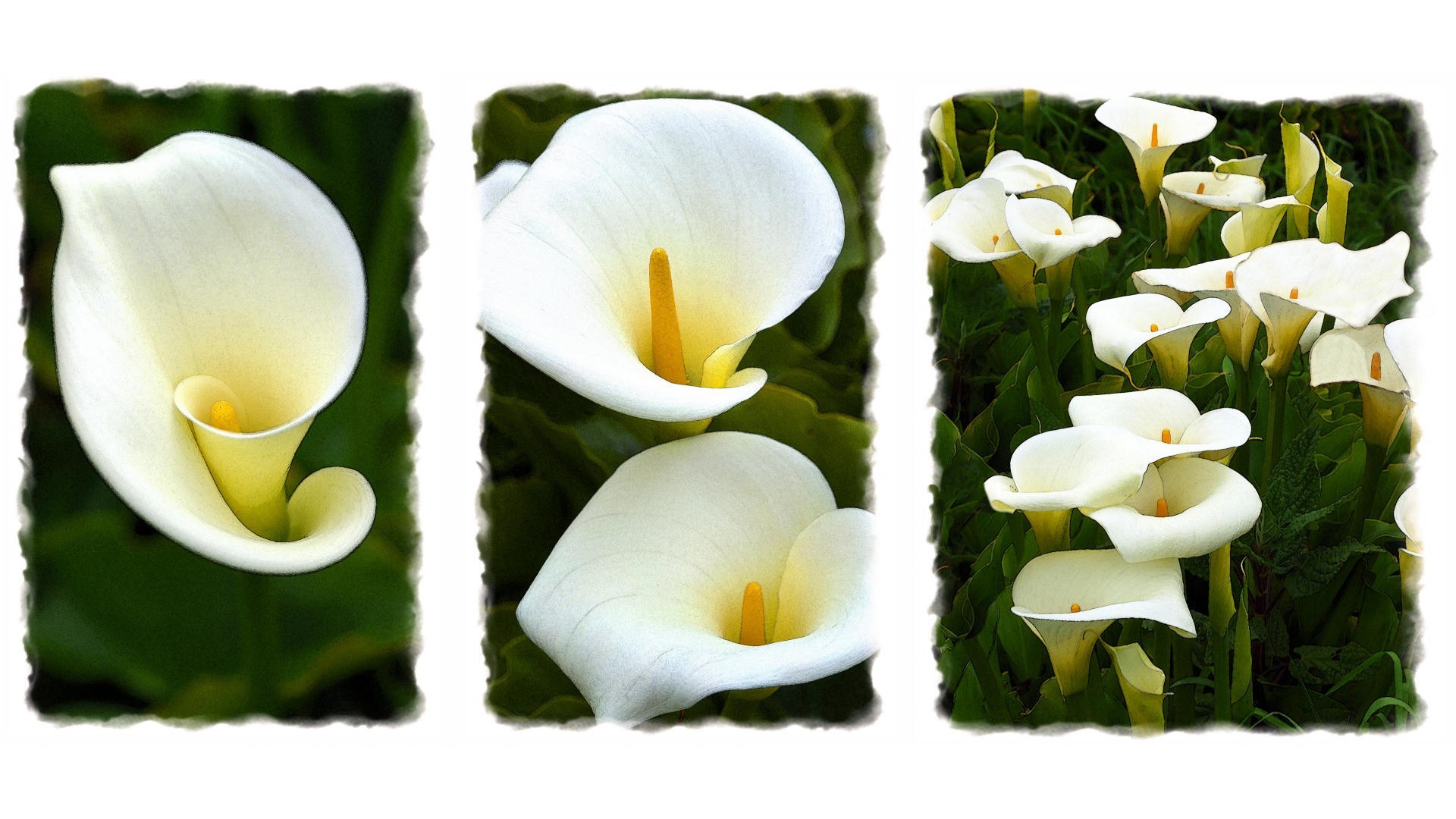 White calla lilies in a triptych
