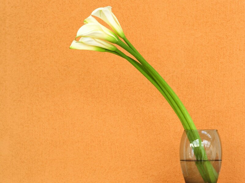 White calla lilies in a vase