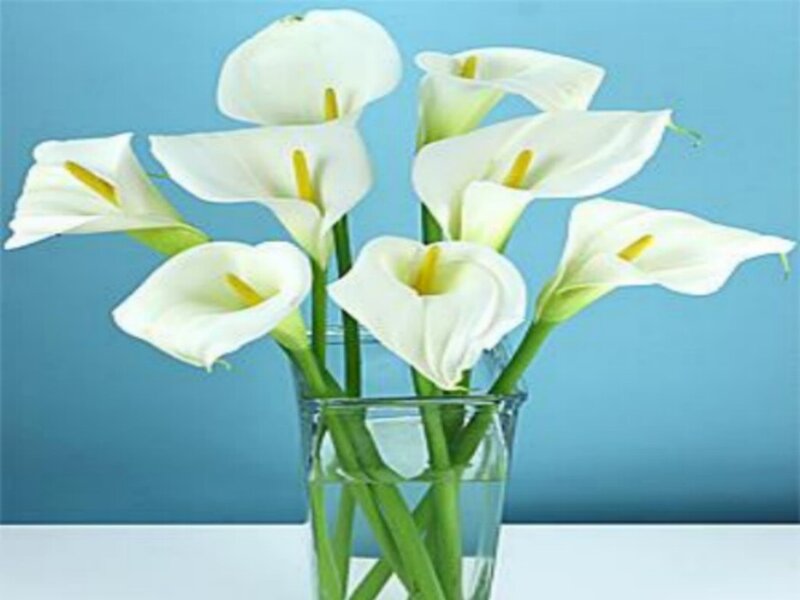 White calla lilies in a vase