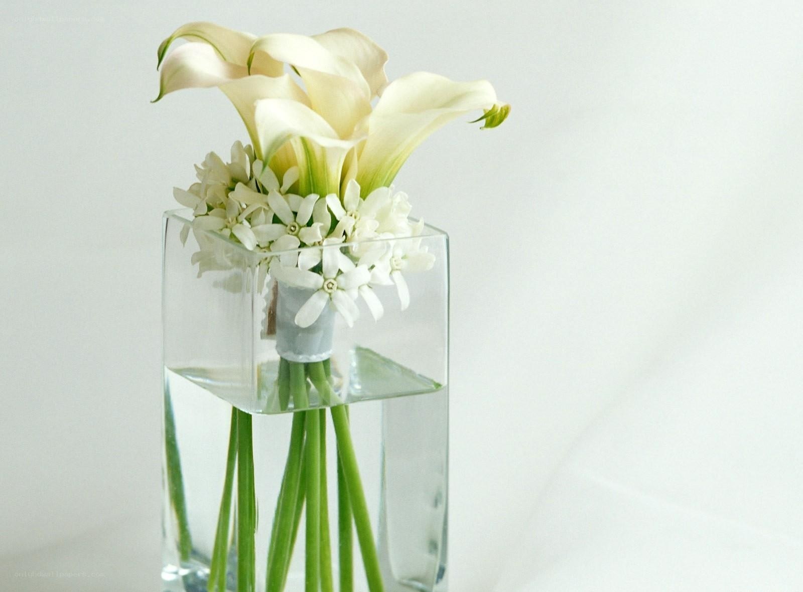 White calla lilies in a vase