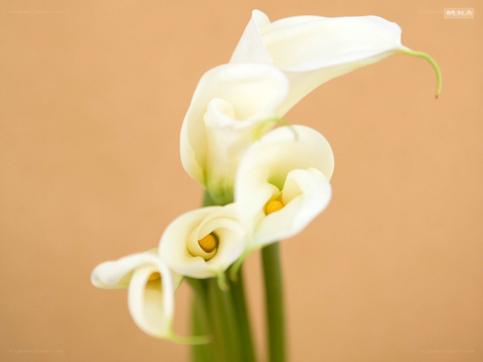 White calla lilies in bloom