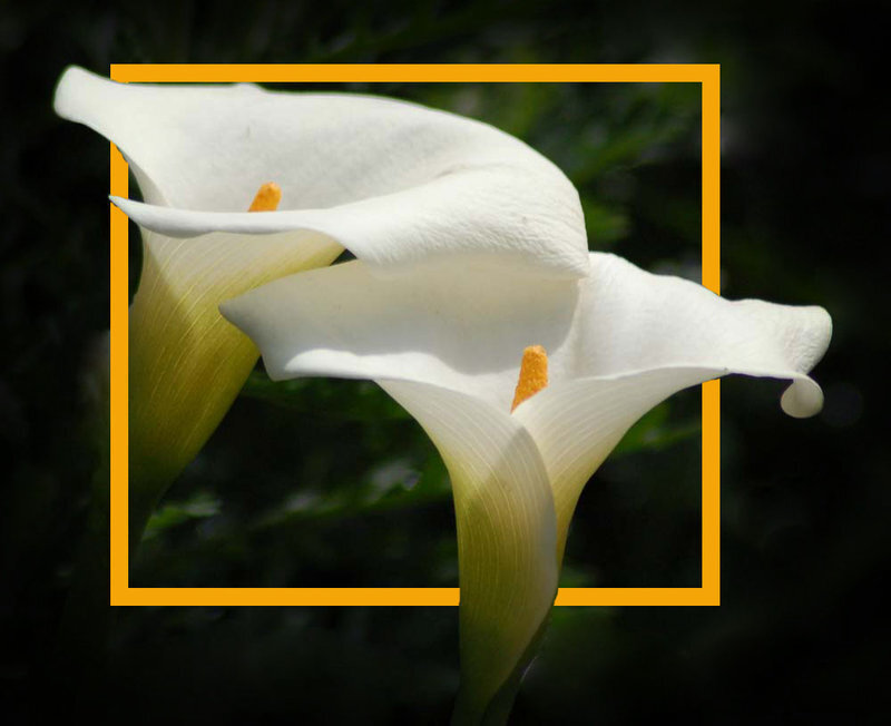 White calla lilies in bloom