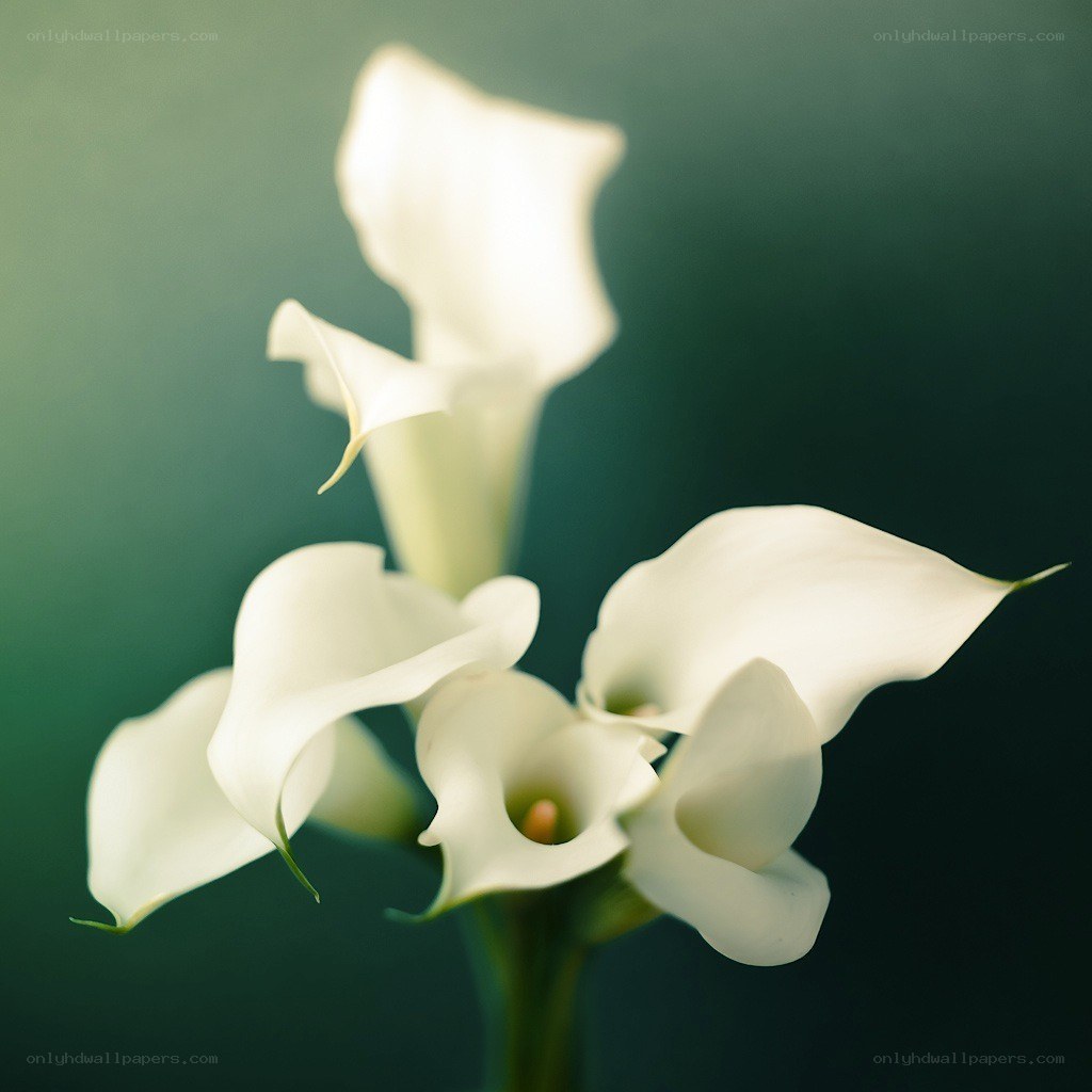 White calla lilies in bloom